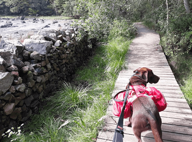 Gino on a practice hike.